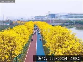 黄花风铃