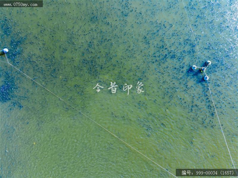 鱼塘_航拍,渔业