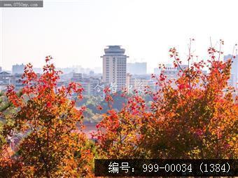 红叶
