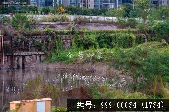 鹭鸟