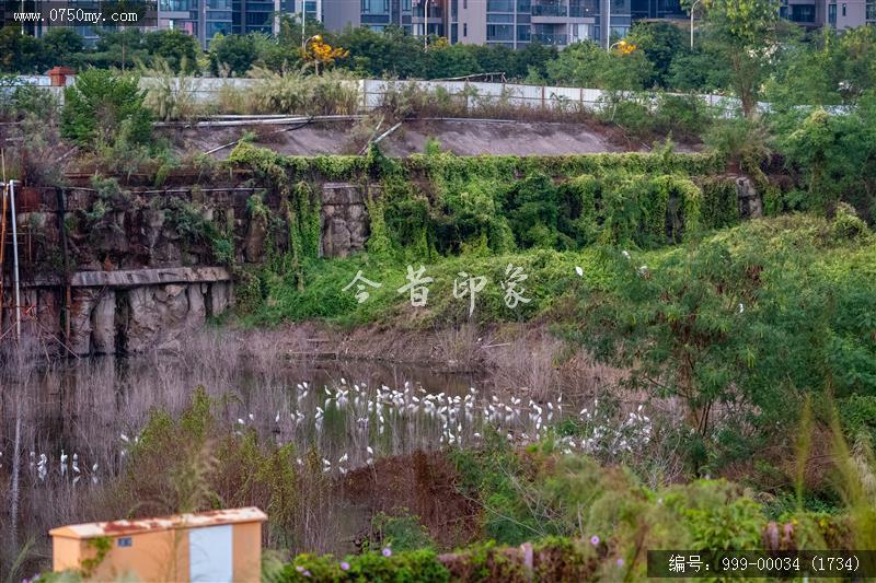 鹭鸟_航拍,生态