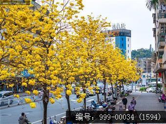 黄花风铃