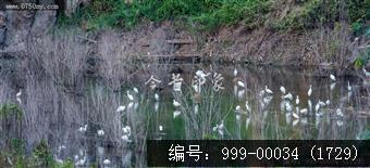 鹭鸟