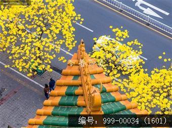 黄花风铃