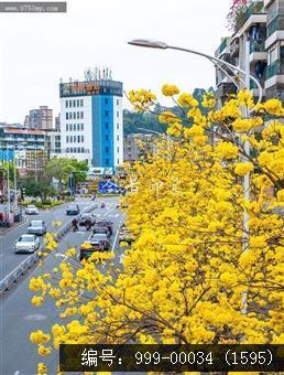 黄花风铃