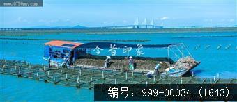 蚝排