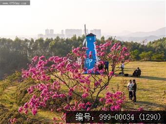 大泽镇