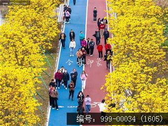 黄花风铃