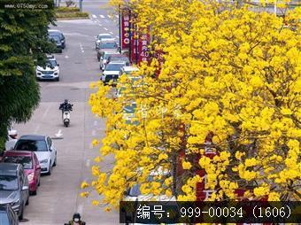 黄花风铃