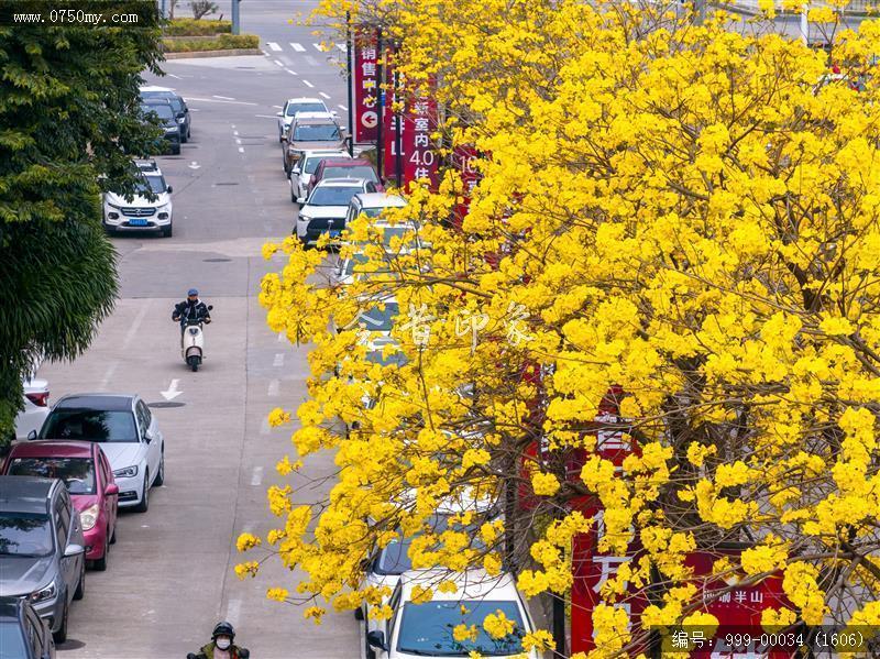 黄花风铃_航拍,人居环境
