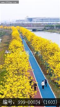 黄花风铃