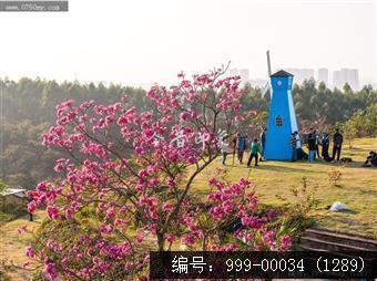 大泽镇