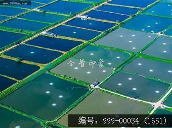 鱼塘