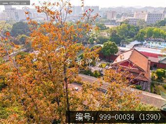 红叶