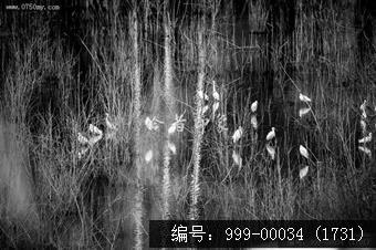 鹭鸟