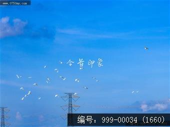 鹭鸟