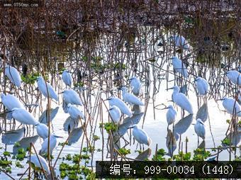 梅江生态园
