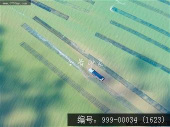 蚝排