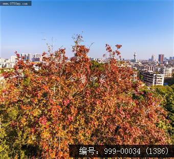 红叶