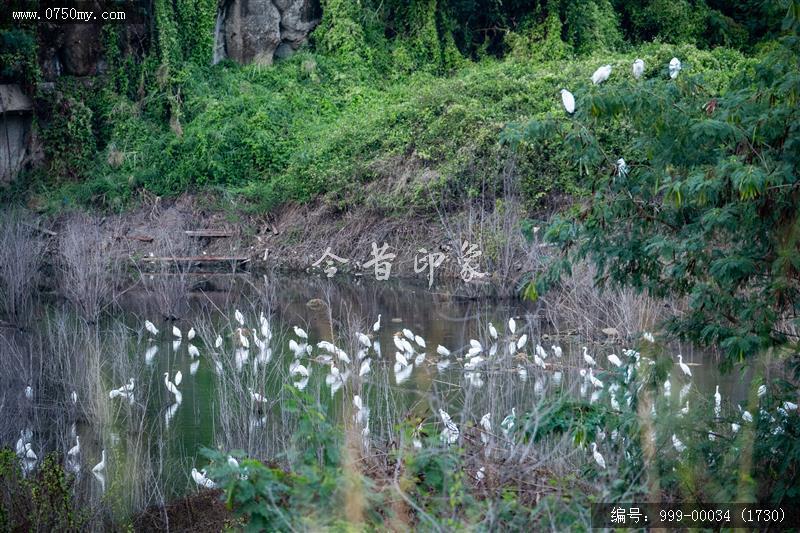 鹭鸟_航拍,生态