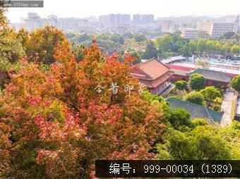 红叶