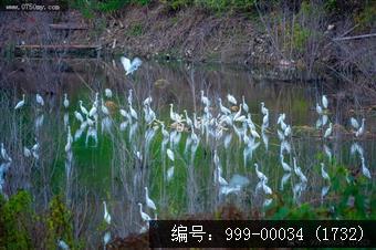 鹭鸟