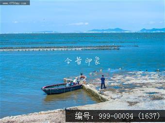 蚝排