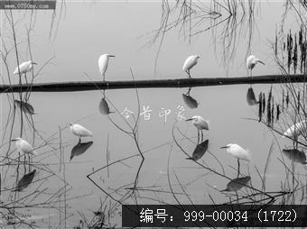 鹭鸟