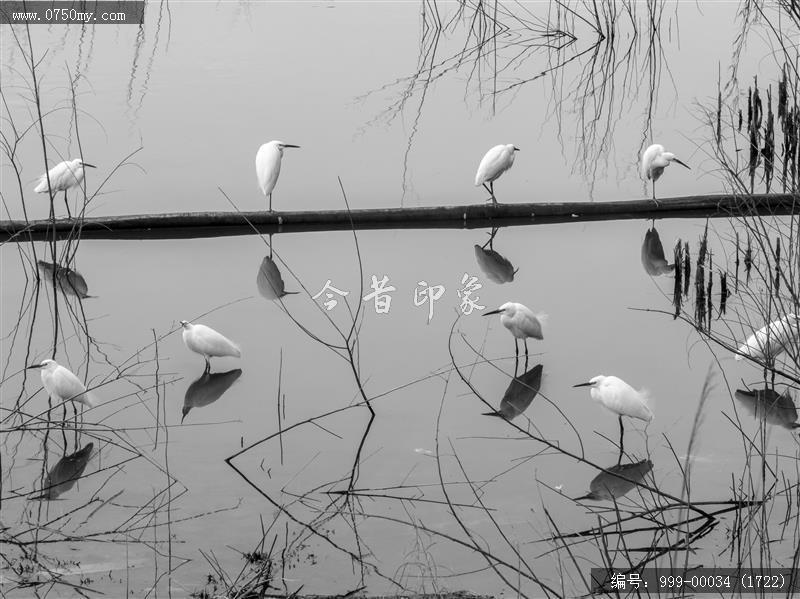 鹭鸟_航拍,生态