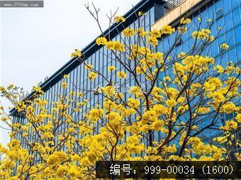 黄花风铃