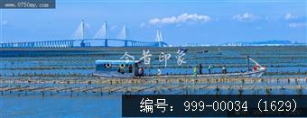 蚝排