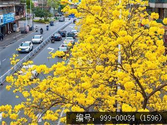 黄花风铃