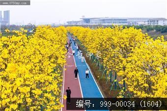 黄花风铃