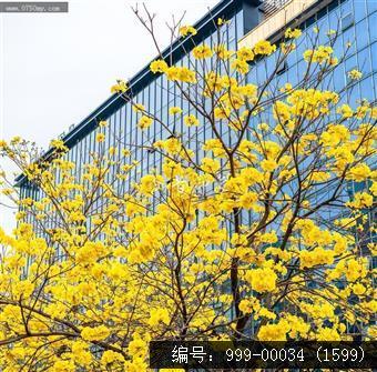 黄花风铃